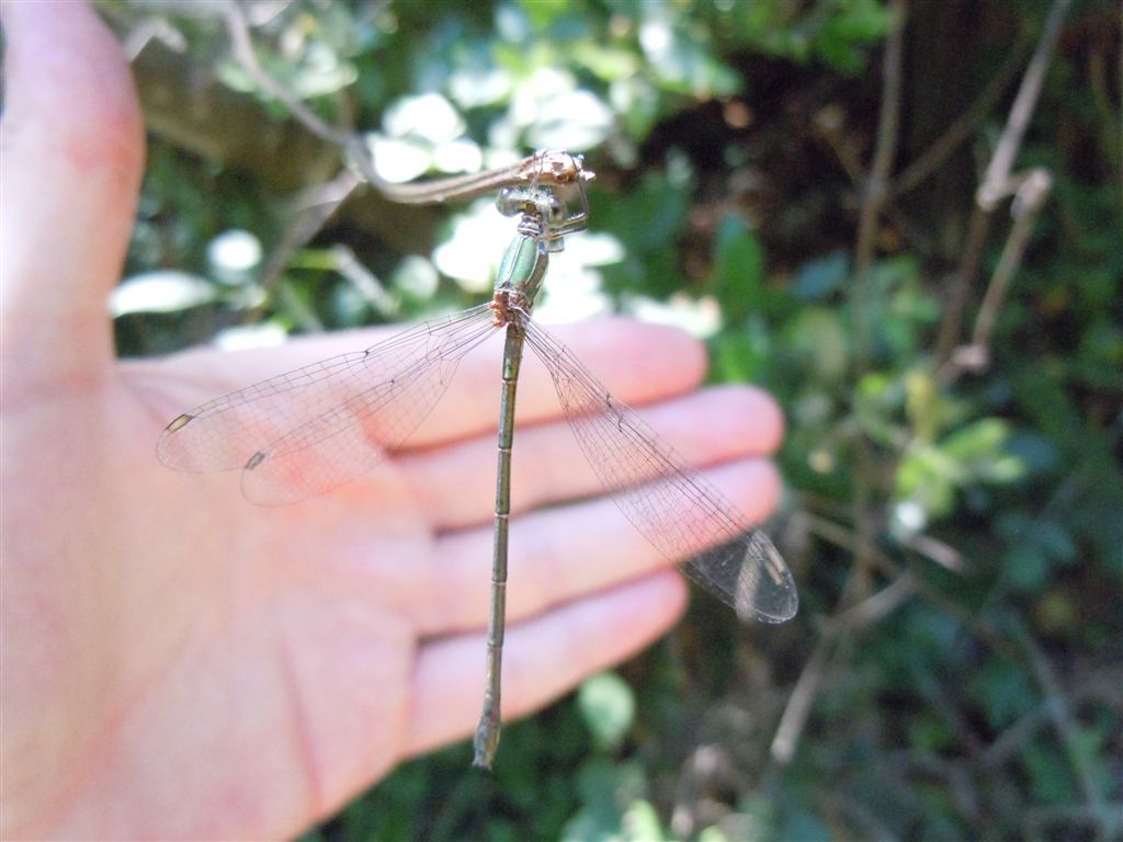 Chalcolestes parvidens:  m. (sicuro) & f. (forse)